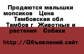 Продаются малышки мопсиков › Цена ­ 14 000 - Тамбовская обл., Тамбов г. Животные и растения » Собаки   